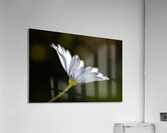 Under The Winter Daisy Acrylic Print