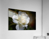 Rose Lush White Acrylic Print