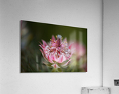 Small And Pink Protea Acrylic Print