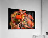 Pigs Ear Cactus Acrylic Print