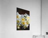 Jonquil The Flower Ring Acrylic Print