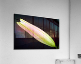 Lily Bud Long Acrylic Print