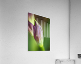 Purple Iris The Stem Acrylic Print