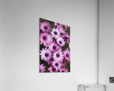 Cape Daisy Display Acrylic Print