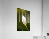 The Iris Bud Acrylic Print