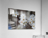 The White Blossom Acrylic Print