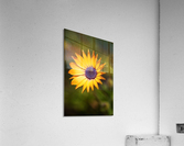 The African Daisy  Acrylic Print