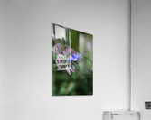 Borage Flower Acrylic Print