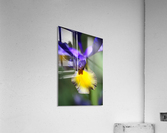 The Dancing Iris Acrylic Print