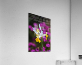 Iris Over Pink Daisies  Acrylic Print