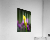 Iris Hope Acrylic Print