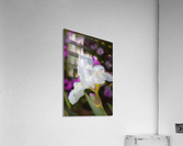 Small White Iris Flower Acrylic Print
