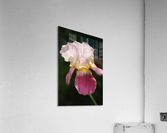 Bearded Iris Medium Pink Flower Acrylic Print