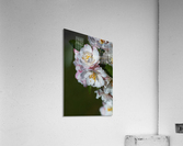 Crabapple Flowers Acrylic Print
