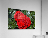 The Two Red Roses Acrylic Print