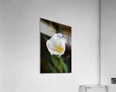 Full White Tulip Acrylic Print