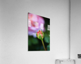 Beautiful Rose Bud Acrylic Print