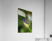 Opening Agapanthus  Acrylic Print