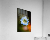 Nigella Flower Acrylic Print