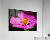 Hibiscus Australian Acrylic Print