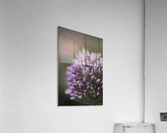 The Garlic Flower Acrylic Print