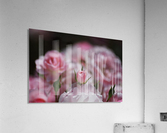 Rose Bud Is Resting  Acrylic Print