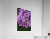 Hydrangea Flower Wonderful Pinks  Acrylic Print