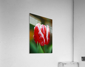Red and White Tulip In Flower  Acrylic Print