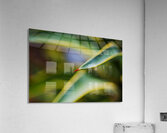 Succulent Leaf  With Claw  Acrylic Print