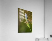 Blue Iris Bud In Spring Acrylic Print