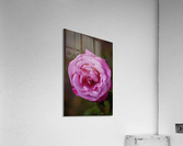 Angel Face Rose Bloom  Acrylic Print