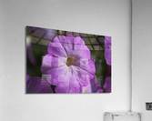 Pink Petunia Bloom Acrylic Print