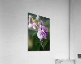 Corkscrew Vine Flower Summer Acrylic Print