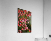 Coral Sage Flowers Acrylic Print