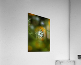 Looking Over Nigella Bloom Acrylic Print