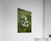 Potato Vine Flowering Acrylic Print