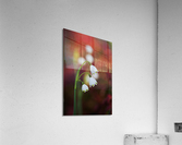 Snowdrop Flowers Seeing Double Acrylic Print