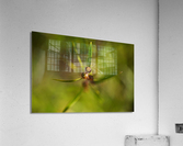 Tea Tree Buds Grow Acrylic Print