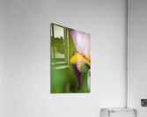 Puppys Ear Bearded Iris Acrylic Print