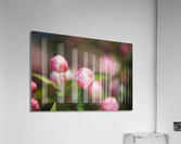 Spring Blossom Cheers  Acrylic Print