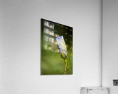 Iris Bud Flower Moon Acrylic Print