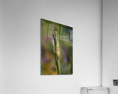 Iris Buds Have Double Act Acrylic Print