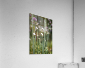 Many Garlic Buds  Acrylic Print