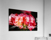 Image 1840  Acrylic Print
