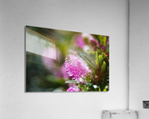 Hebe Flower  Acrylic Print