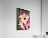 The Sword Lily Acrylic Print