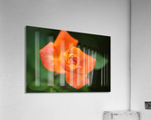 Bright Orange Rose  Acrylic Print