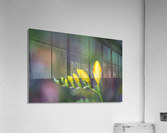 Freesia Yellow Opening Hand Acrylic Print