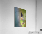 Iris Bud With A Soft Display Acrylic Print