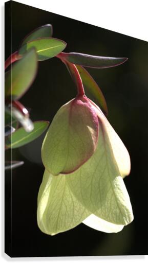 Qualup Bell Flower Canvas Print